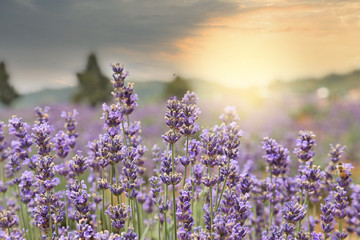 Fototapeta premium lavender