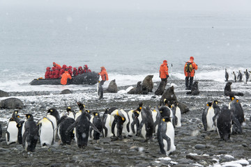 Travellers in bright orange waterproofs observing a group of king penguins and a fur seal on South Georgia Island.