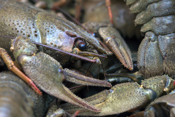 live crayfish