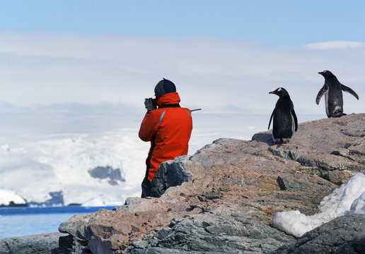 A person in an orange jacket photographing the scenery of the Antarctic Peninsula, observed by two gentoo penguins.