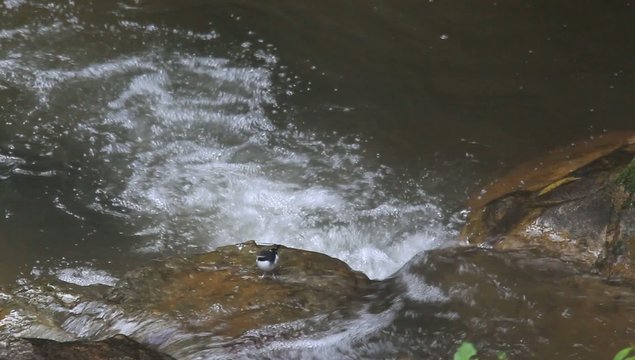 Sunda forktail (Enicurus velatus) in Sumatra, Indonesia