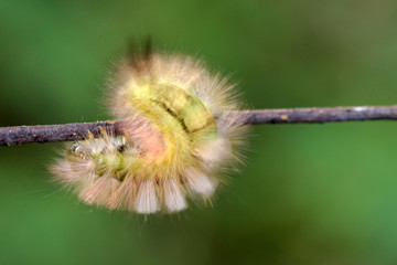 Pale Tussock caterpillar