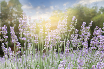 lavender © xiefei