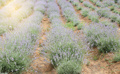 Fototapeta premium lavender