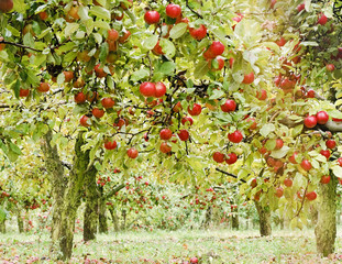 Apple tree in old apple orchard horizontal.