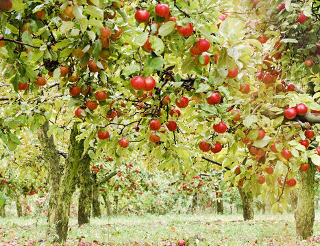 Apple tree in old apple orchard horizontal.