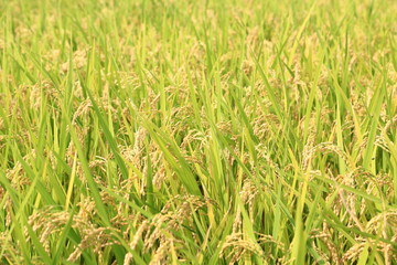 豊作の稲穂