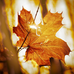 dry autumn leaf