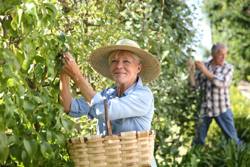 Senior woman picking pears from tree