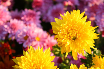 Chrysanthemums