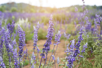 Naklejka premium lavender