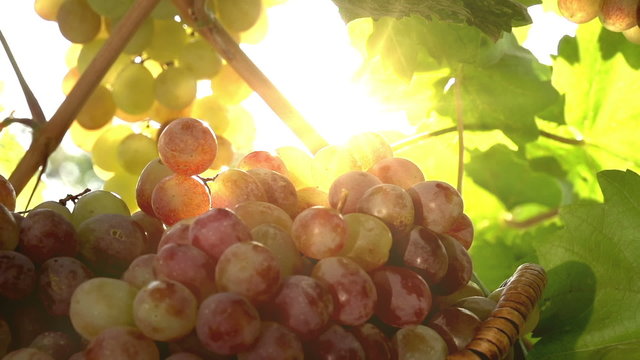 Grape Harvest Season