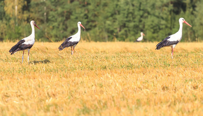 Obraz na płótnie Canvas Walking White Storks on and forest background