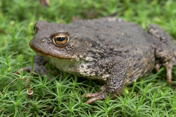 Common Toad - Bufo bufo