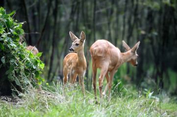 Young deer in forest