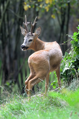 Young deer in forest