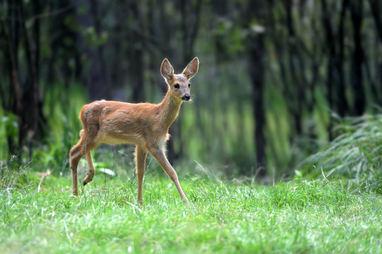 Young deer in forest © byrdyak