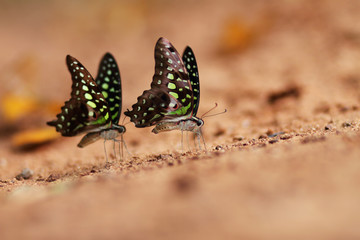 butterflies standing on soil ground