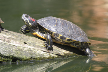 Fototapeta premium Red Eared Terrapin - Trachemys scripta elegans