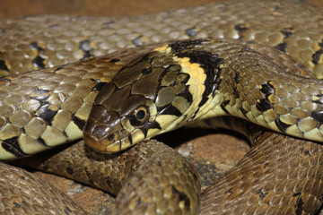 Grass Snake - Natrix natrix