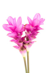 Naklejka na ściany i meble Siam tulip or Curcuma flower