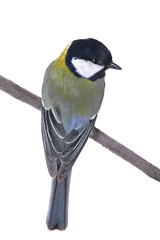 Fototapeta premium titmouse