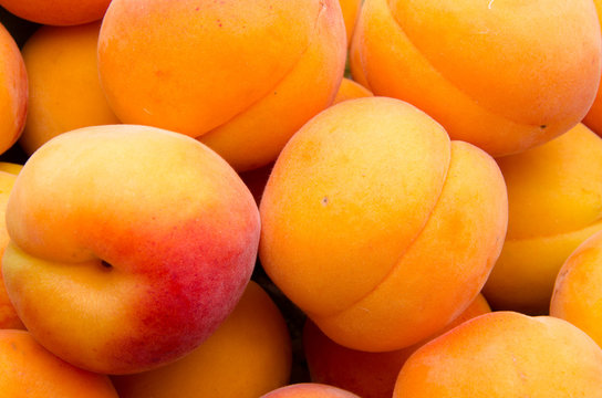 Background of apricots