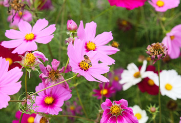 Obraz premium coreopsis