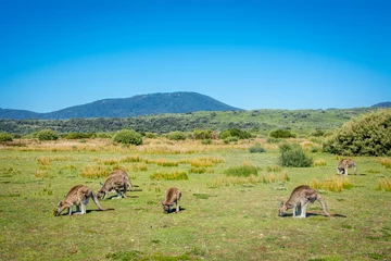 Photo sur Aluminium Kangourou Grazing Kangaroos