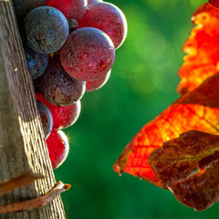 grapes