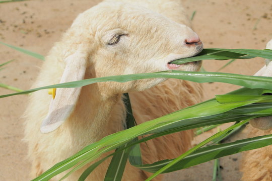 Close up with eating white sheep in the farm