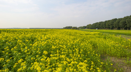 Rapeseed growing on a field at fall