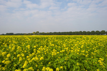 Rapeseed growing on a field at fall
