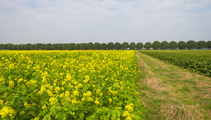 Rapeseed growing on a field at fall