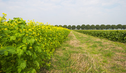 Rapeseed growing on a field at fall