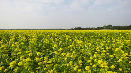 Rapeseed growing on a field at fall