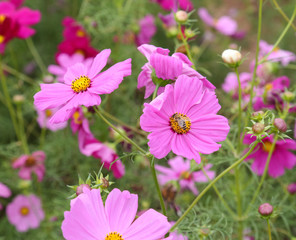 Obraz premium coreopsis