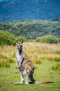 Kangaroo in Wilson Promontory Nationalpark