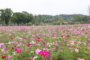Fototapeta premium coreopsis