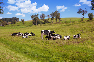 Cows grazing on pasture