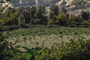 Fototapeta na wymiar Lotus green area pond