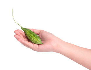 Hand holding bittermelon on white background