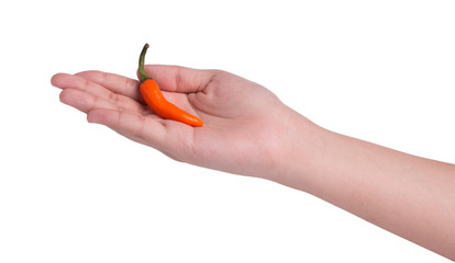 Hand holding hot chili pepper.