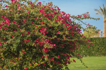 Fototapeta na wymiar branches of flowers pink bougainvillea