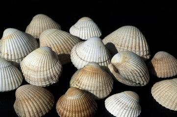 Herzmuschel, Cerastoderma, edule,