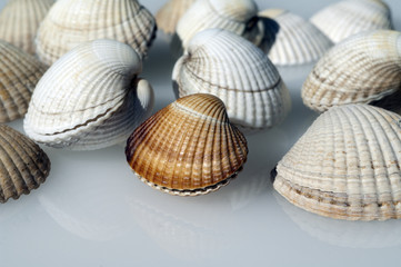 Herzmuschel, Cerastoderma, edule,