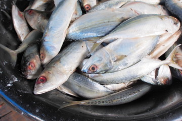 Fresh raw mackerel fish in basket.