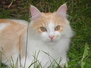 Maine-Coon-Katze