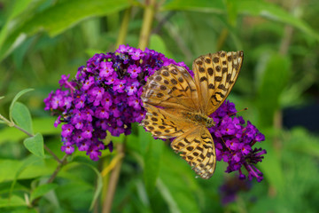 Buddleja davidii Royal Red and butterfly