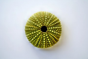 Scheletro di riccio marino